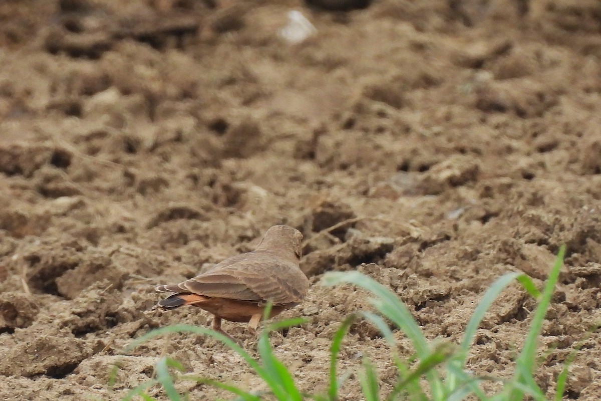 Rufous-tailed Lark - ML642815924