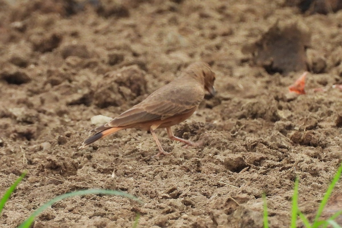 Rufous-tailed Lark - ML642815927