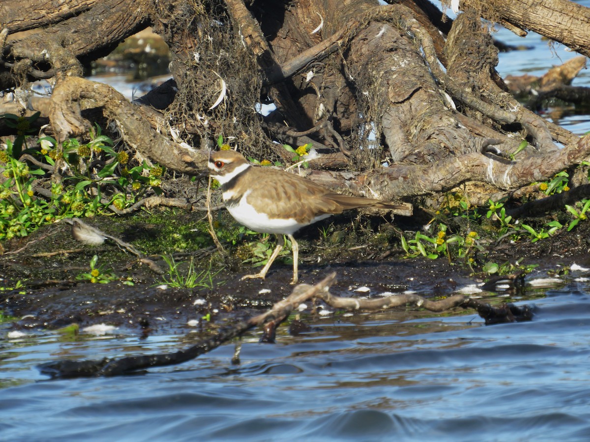 Killdeer - ML642815928