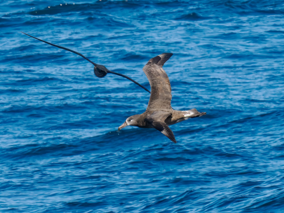 Black-footed Albatross - ML642815947