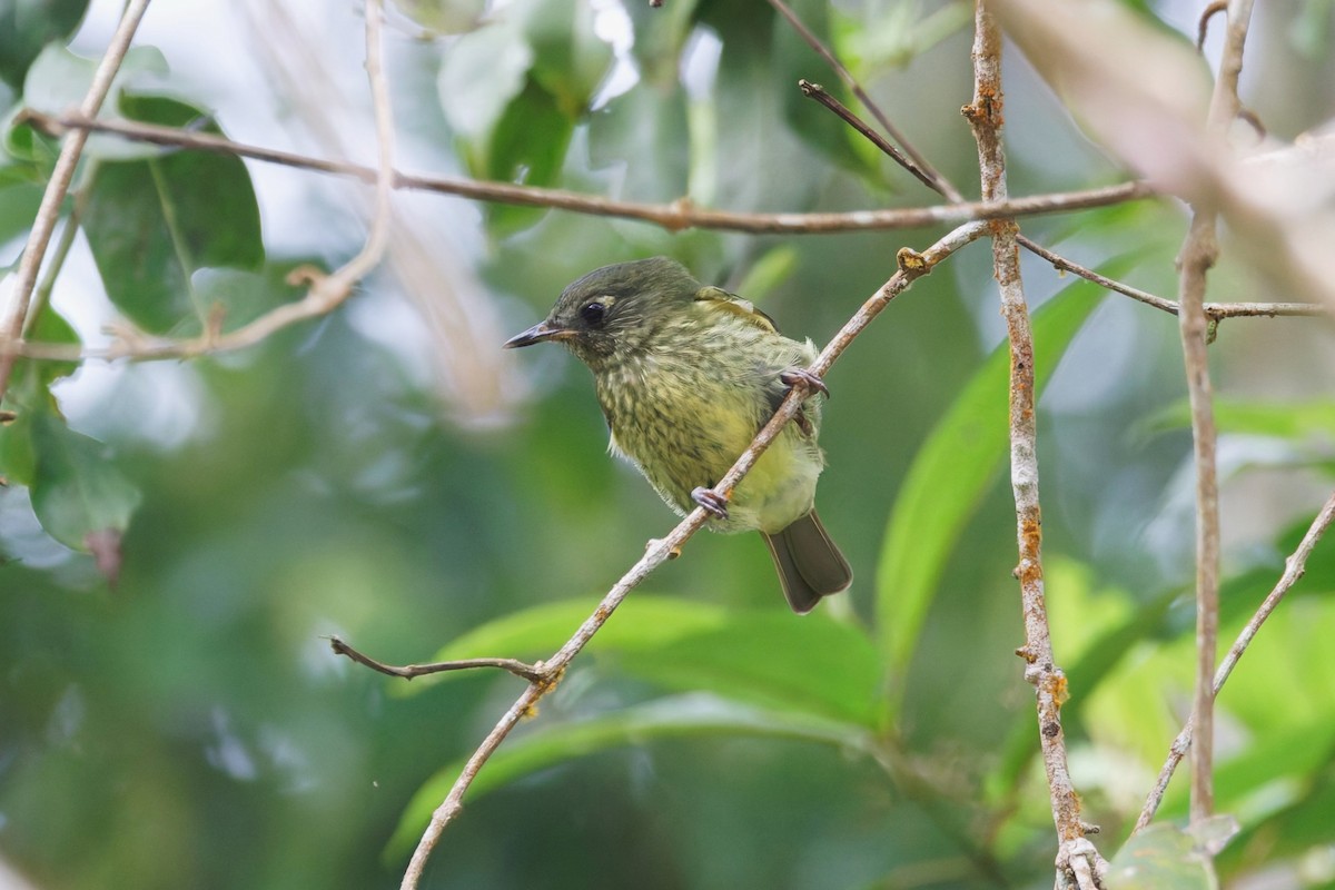 Olive-striped Flycatcher - ML642815948