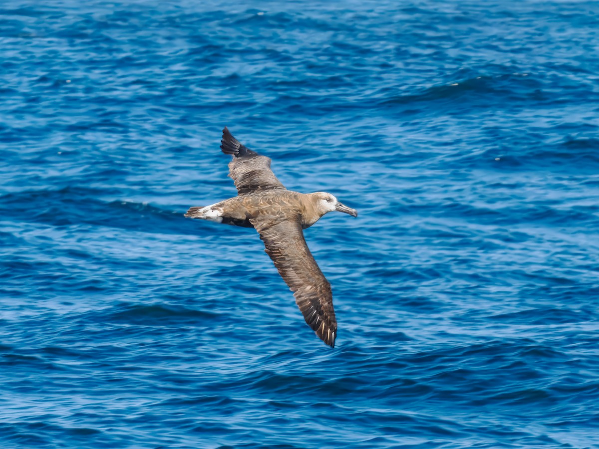 Black-footed Albatross - ML642815949