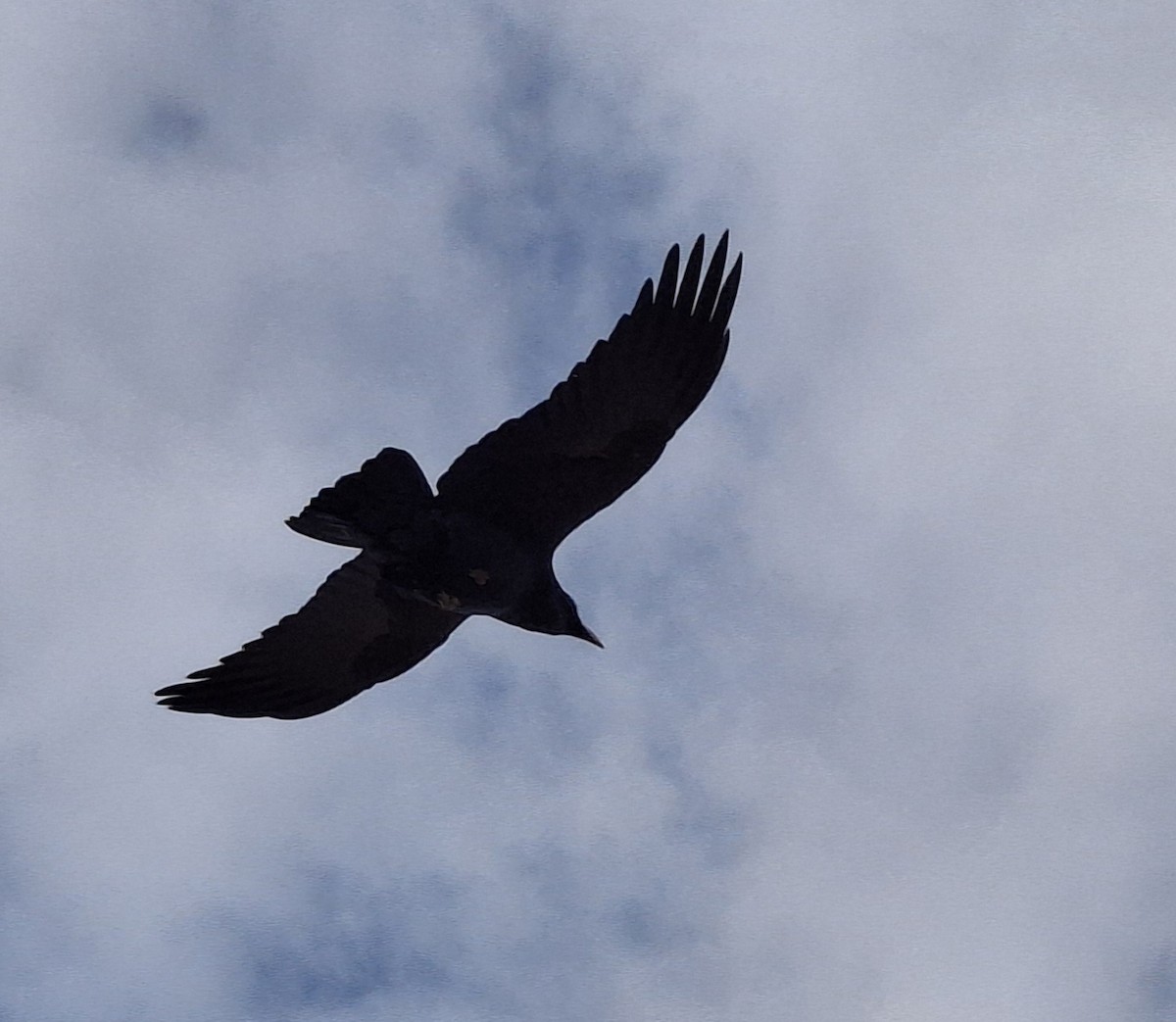 Common Raven - ML642815950