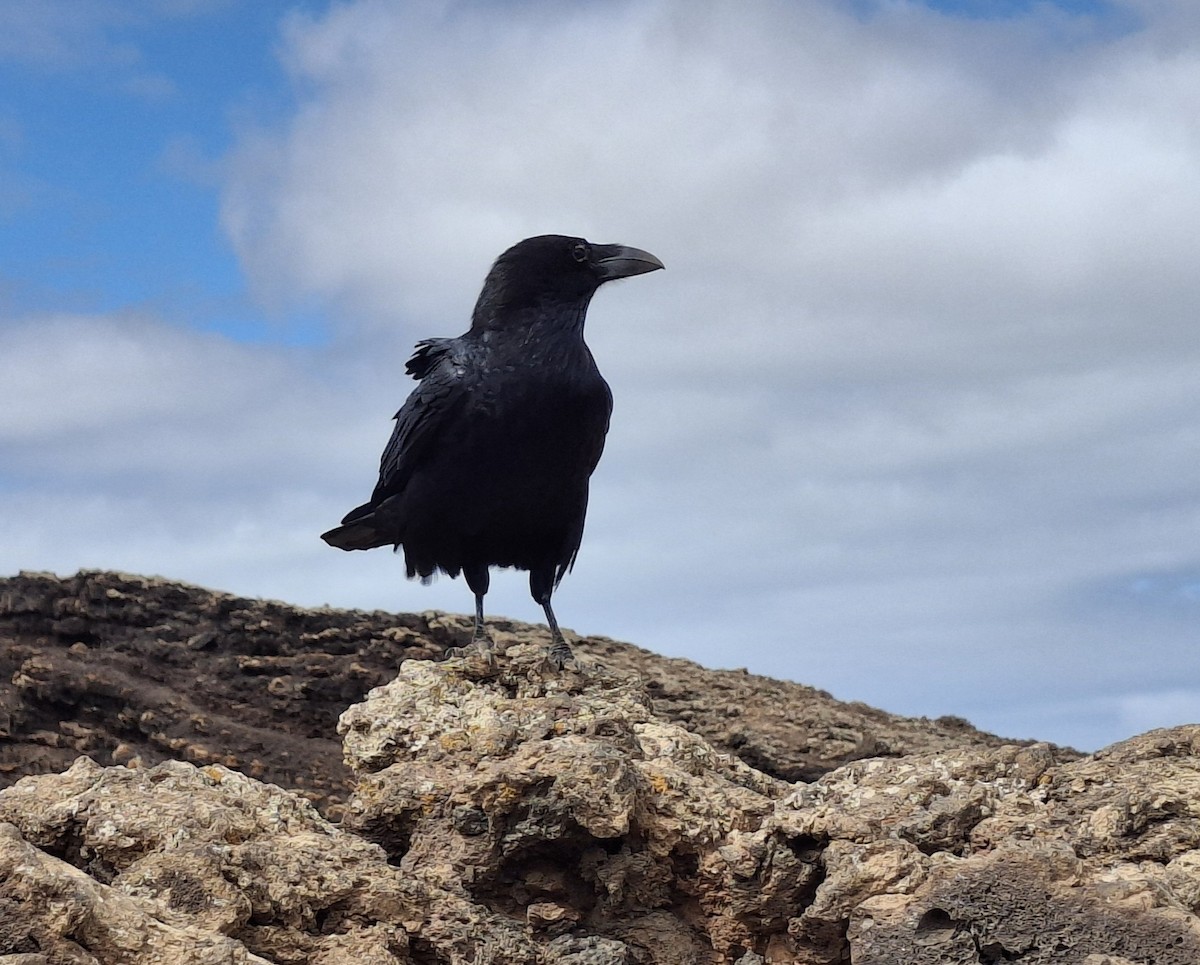 Common Raven - ML642815951