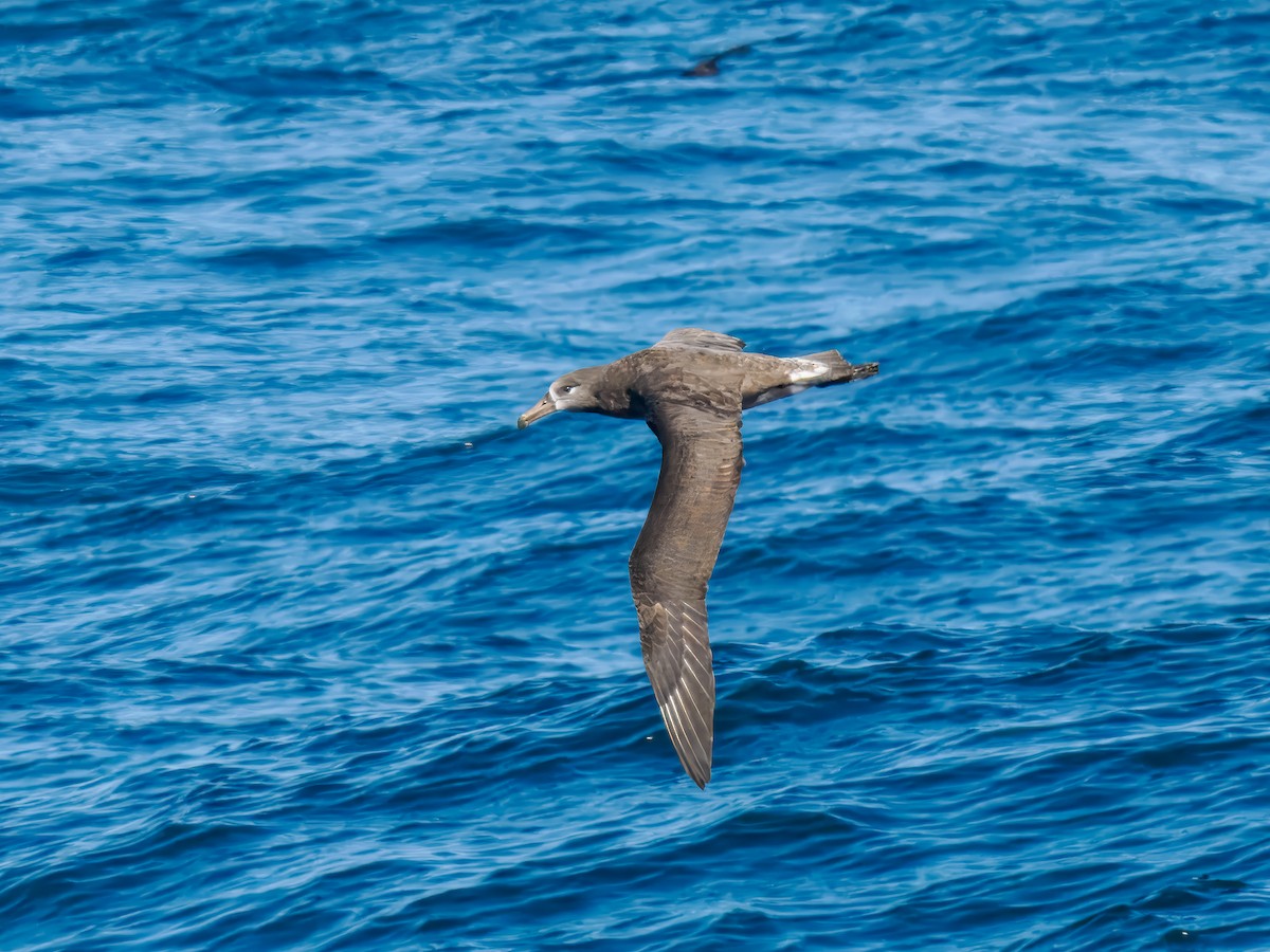 Black-footed Albatross - ML642815952