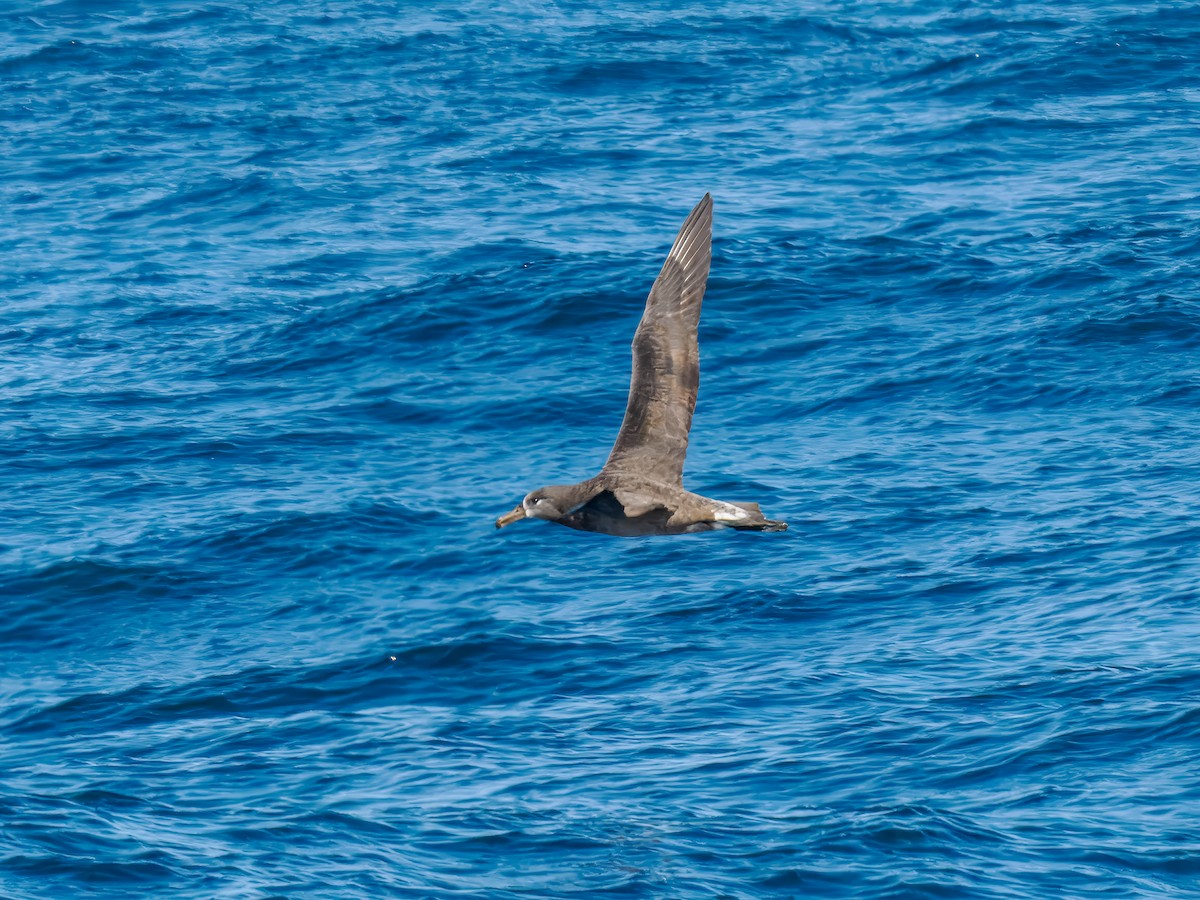 Black-footed Albatross - ML642815953