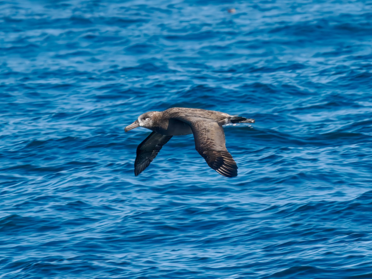 Black-footed Albatross - ML642815954