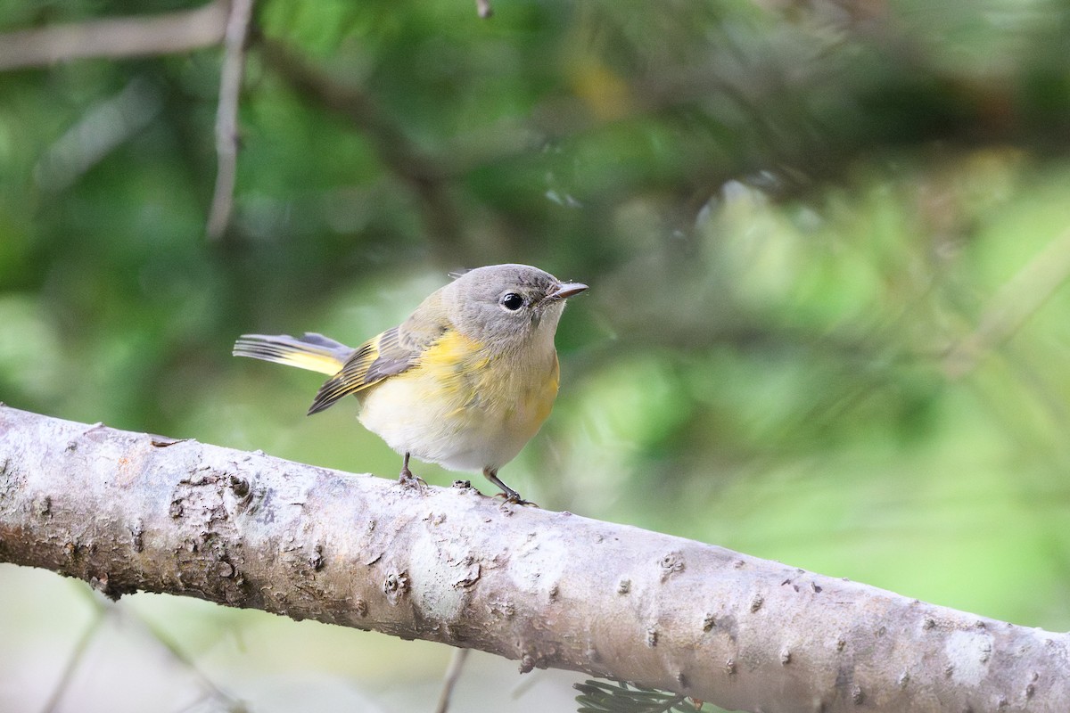 American Redstart - ML642815956
