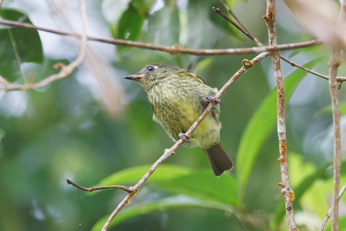 Olive-striped Flycatcher - ML642815959