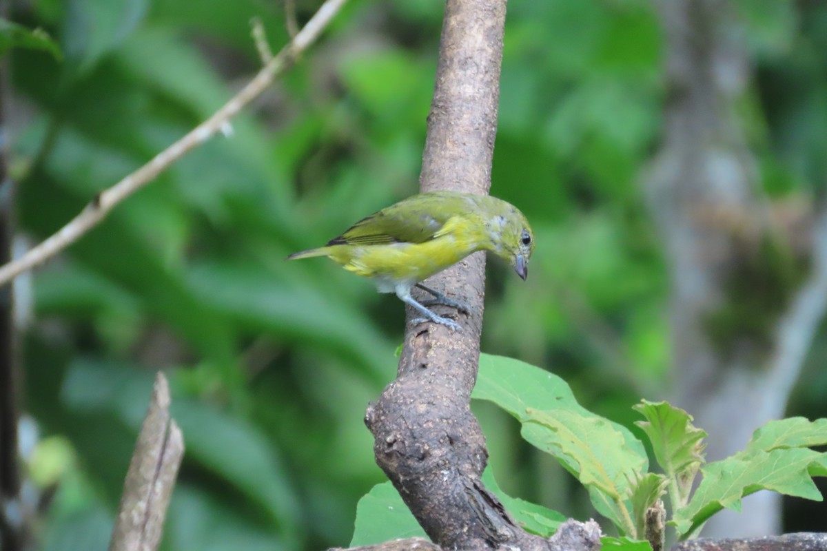 Yellow-throated Euphonia - ML642815961
