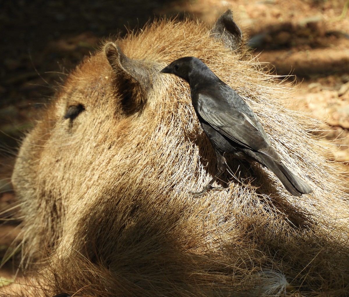 Shiny Cowbird - ML642815977