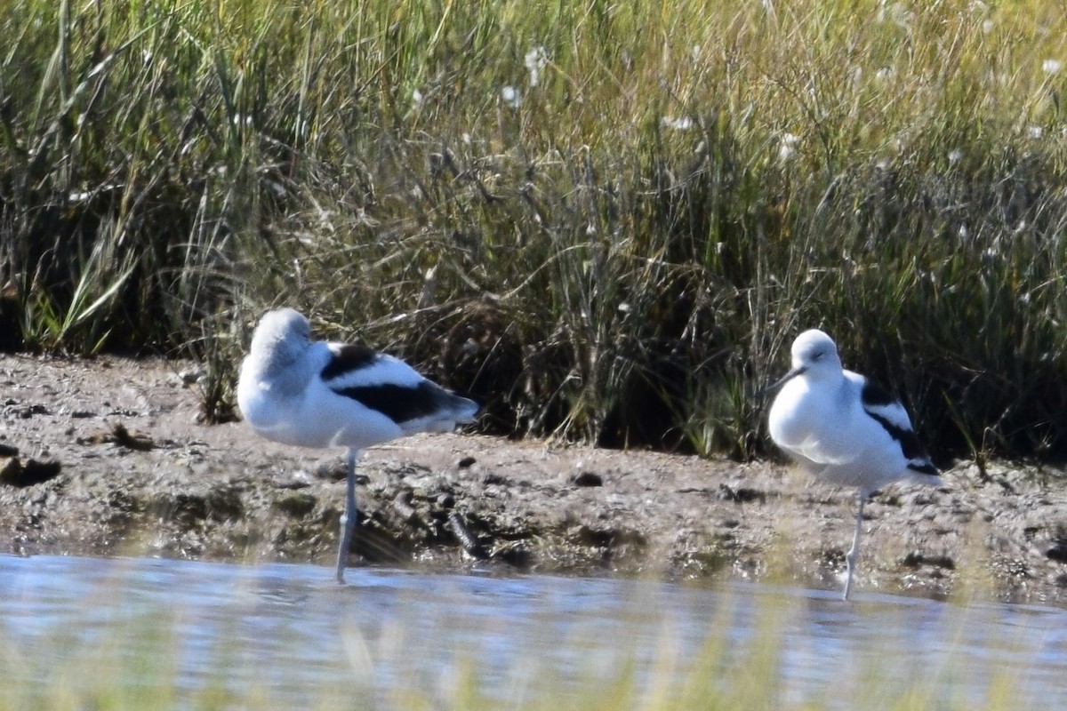 American Avocet - ML642815980