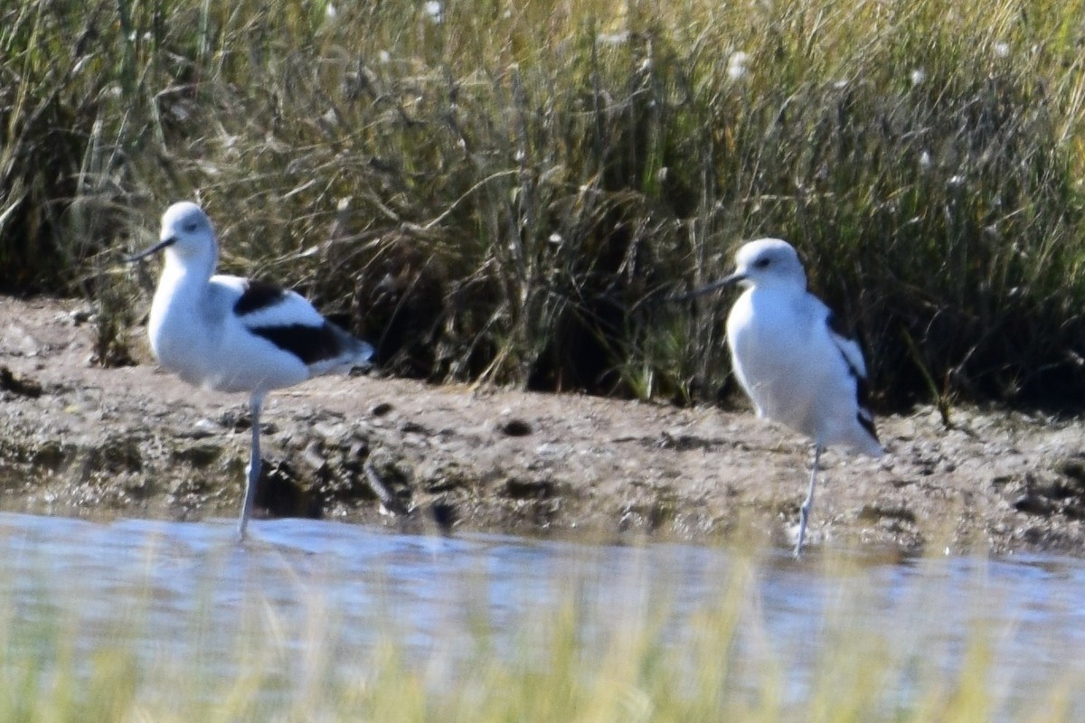 American Avocet - ML642815981