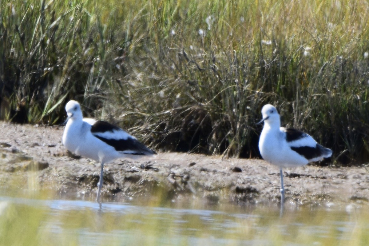 American Avocet - ML642815982