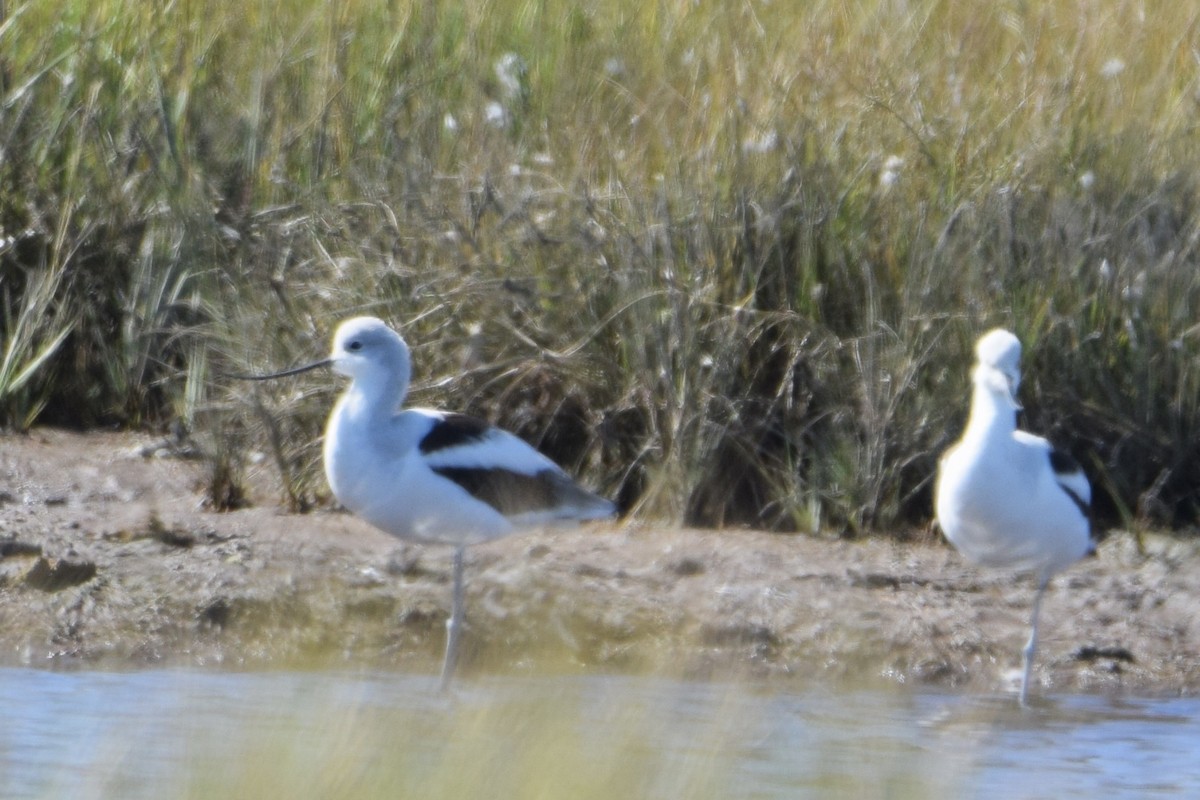 American Avocet - ML642815983