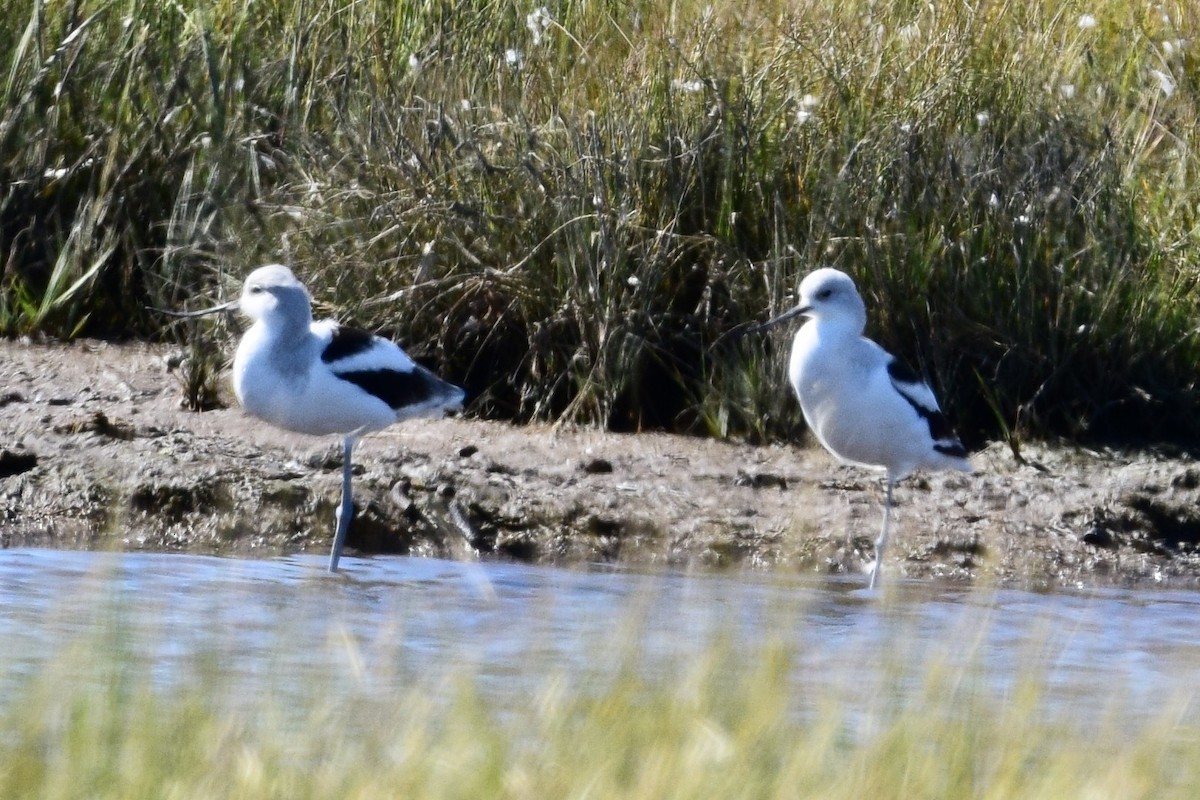 American Avocet - ML642815985