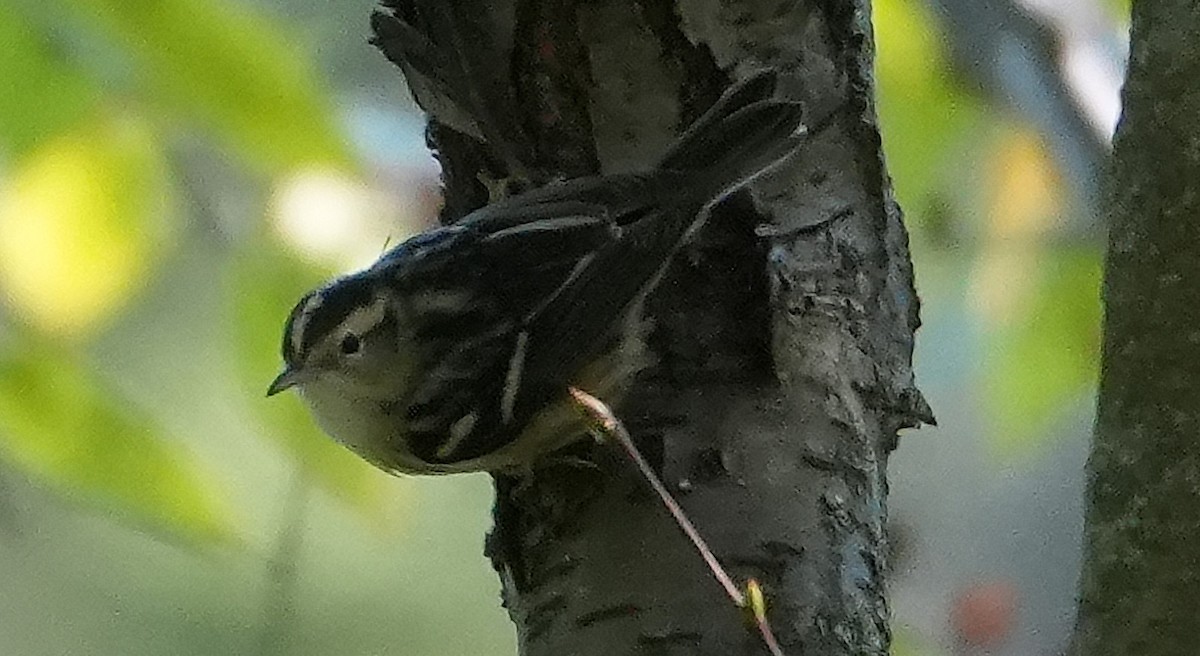 Black-and-white Warbler - ML642815986