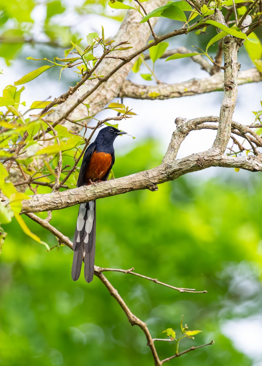 White-rumped Shama - ML642815987