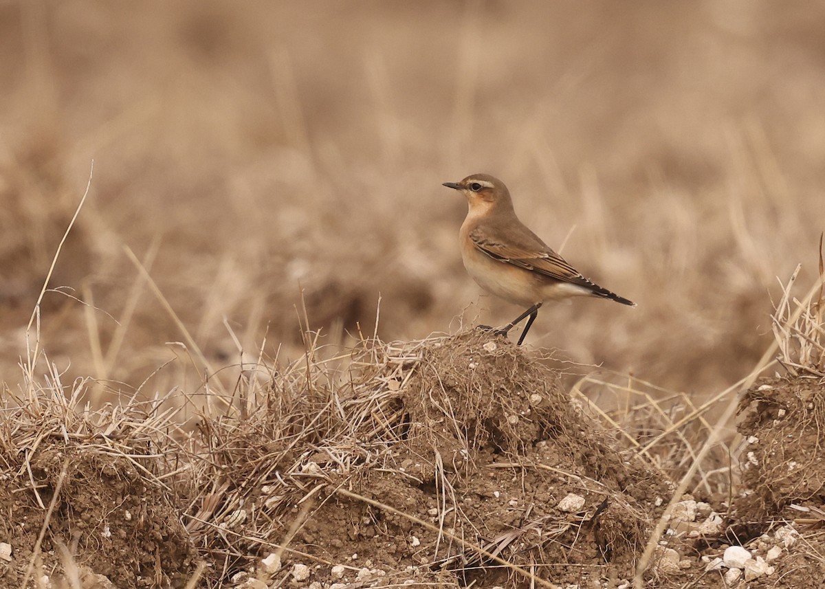 Northern Wheatear - ML642816001
