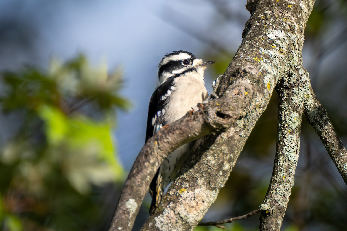 Downy Woodpecker - ML642816004