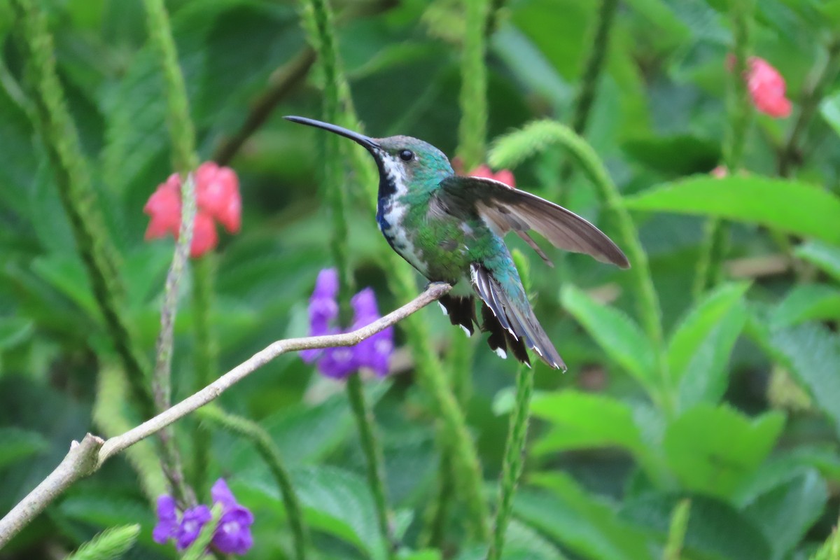 Green-breasted Mango - ML642816005