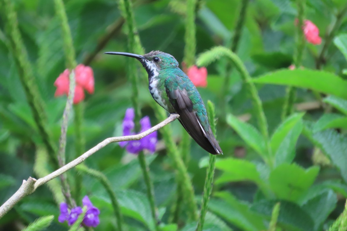 Green-breasted Mango - ML642816006
