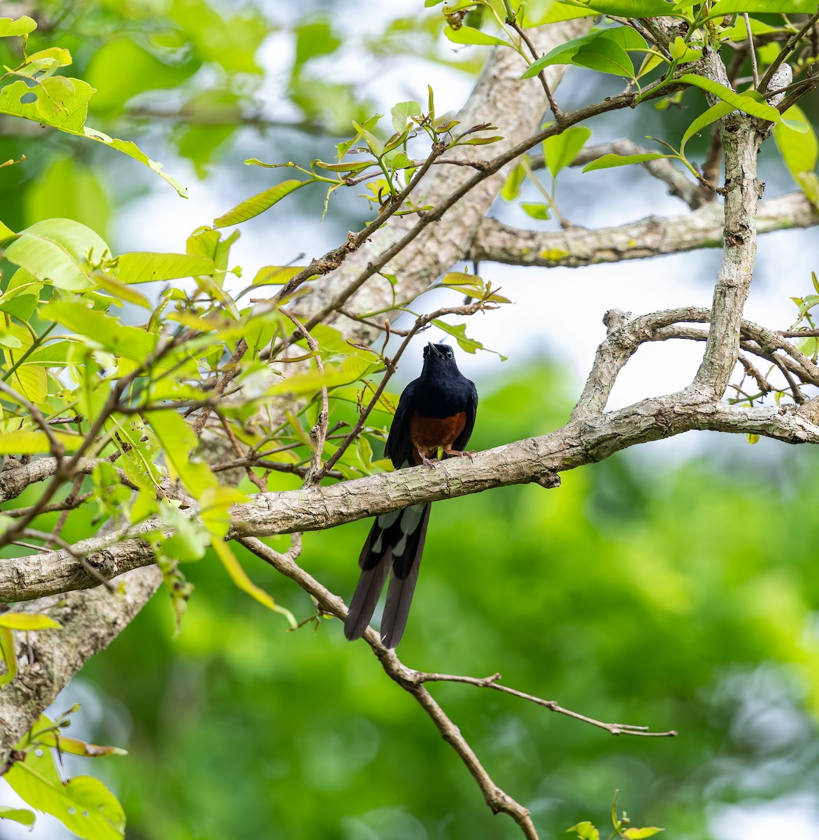 White-rumped Shama - ML642816010