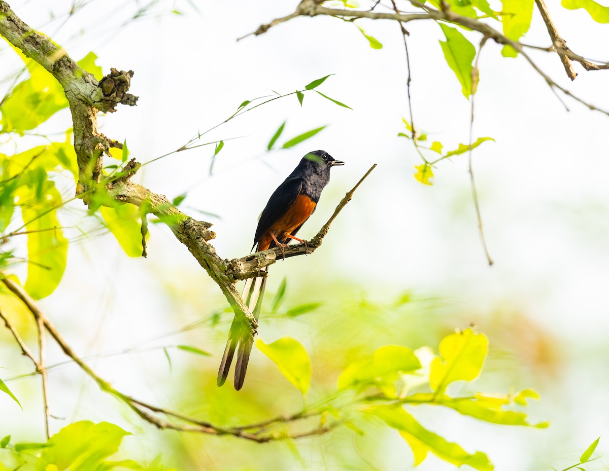 White-rumped Shama - ML642816016