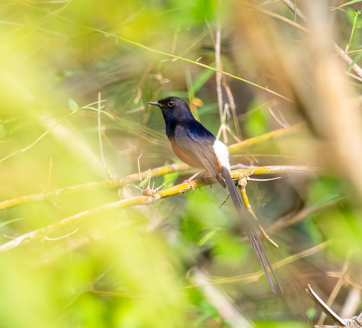 White-rumped Shama - ML642816018