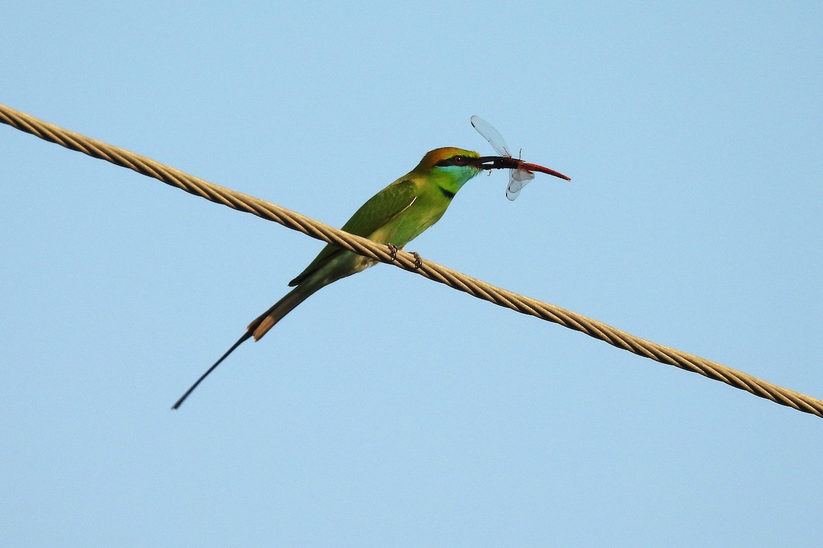 Asian Green Bee-eater - ML642816020