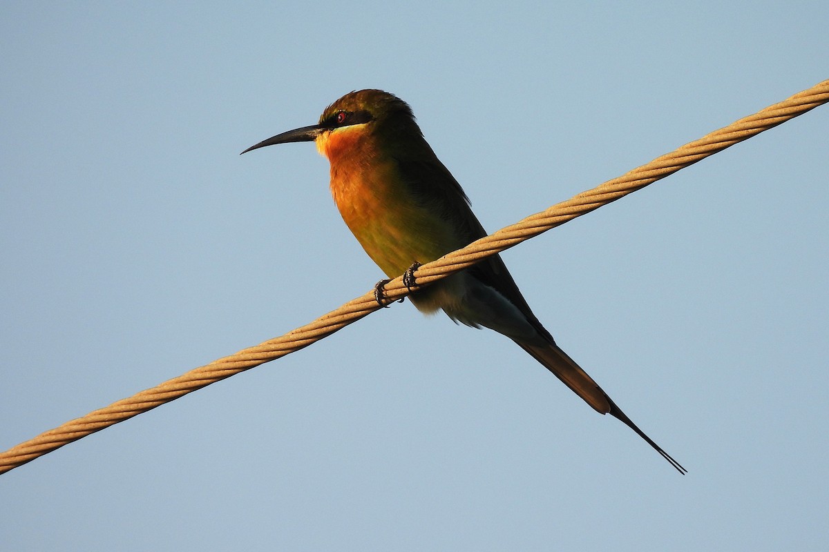 Blue-tailed Bee-eater - ML642816022