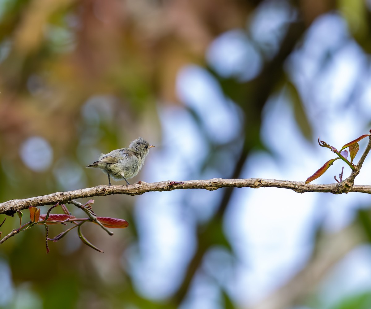 Pale-billed Flowerpecker - ML642816028