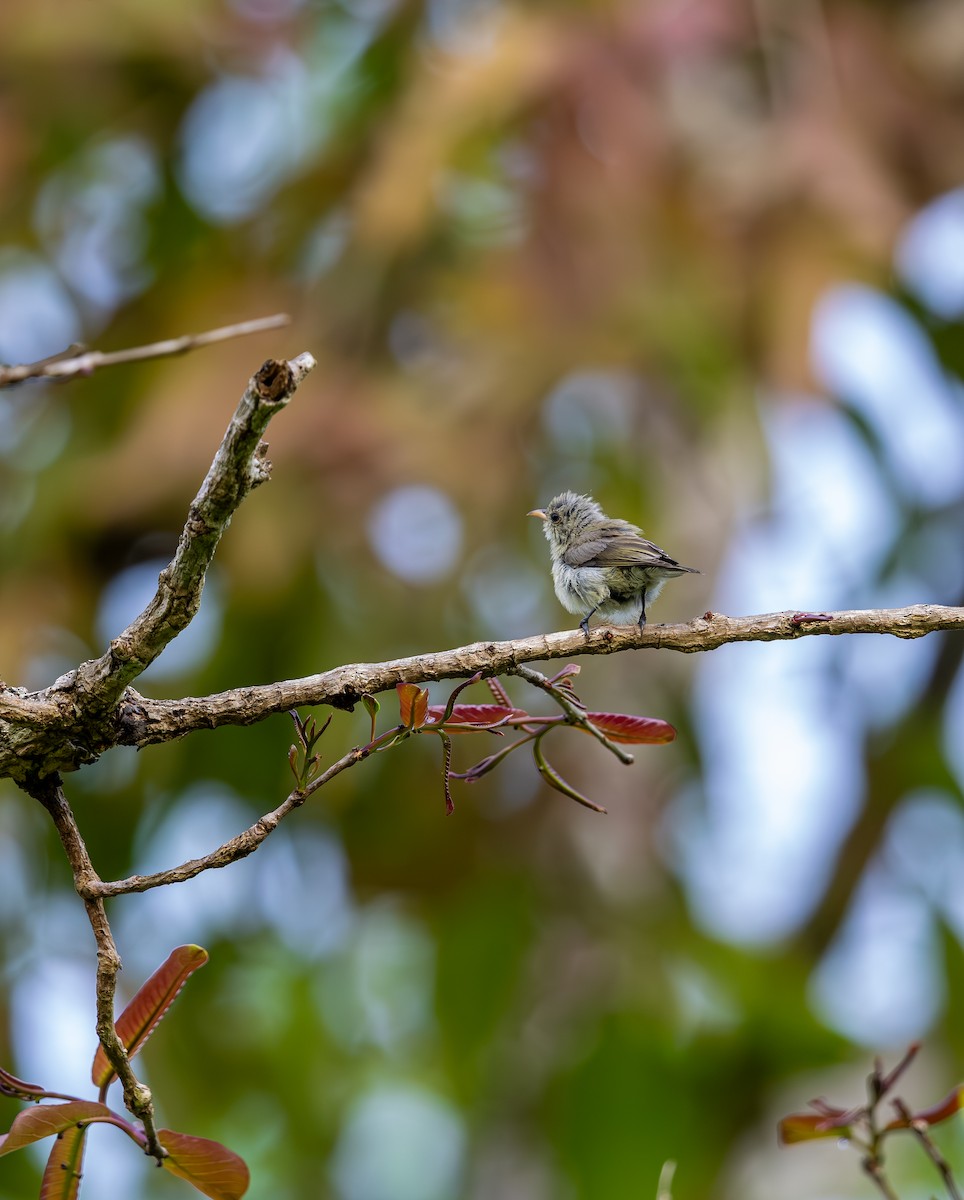 Pale-billed Flowerpecker - ML642816029