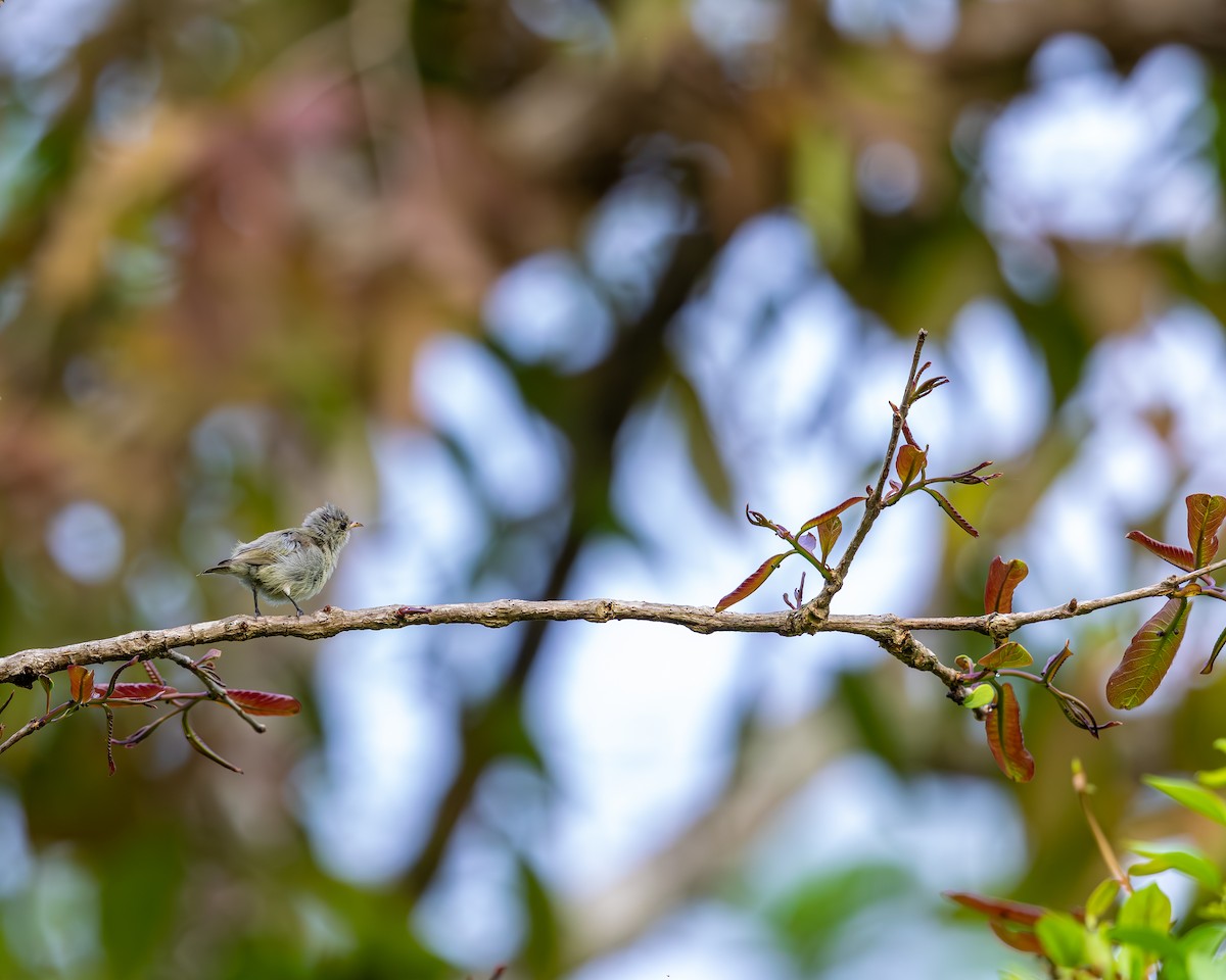 Pale-billed Flowerpecker - ML642816030