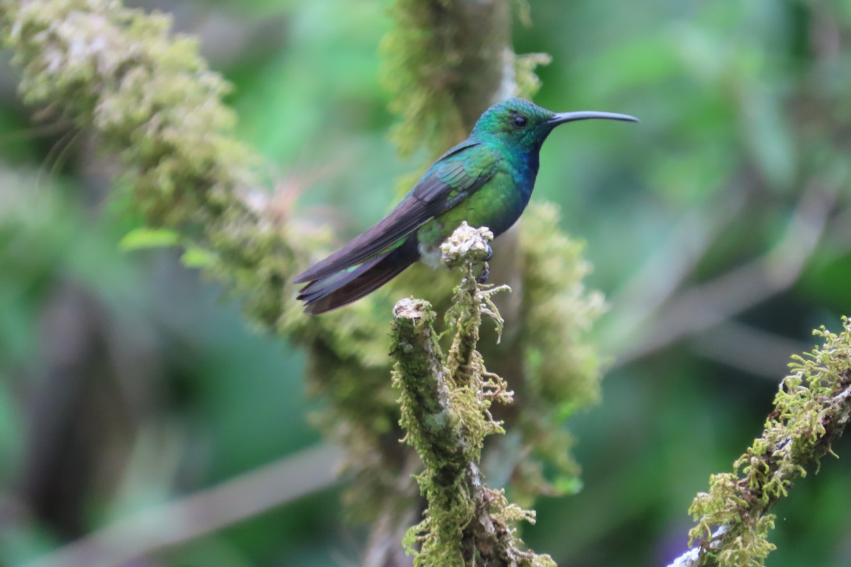 Green-breasted Mango - ML642816035