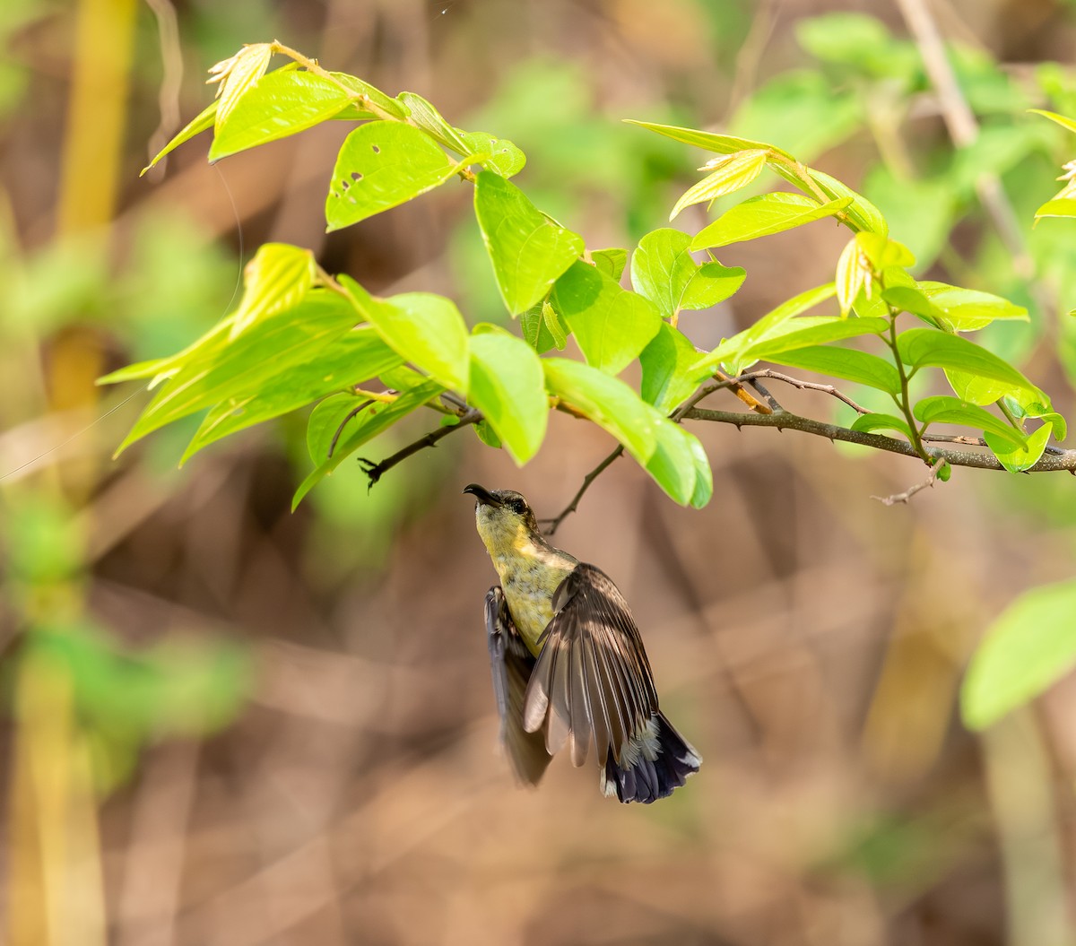 Purple-rumped Sunbird - ML642816036