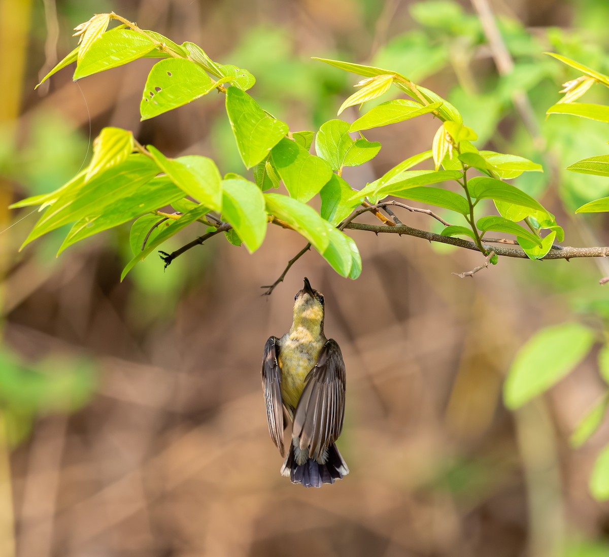 Purple-rumped Sunbird - ML642816037