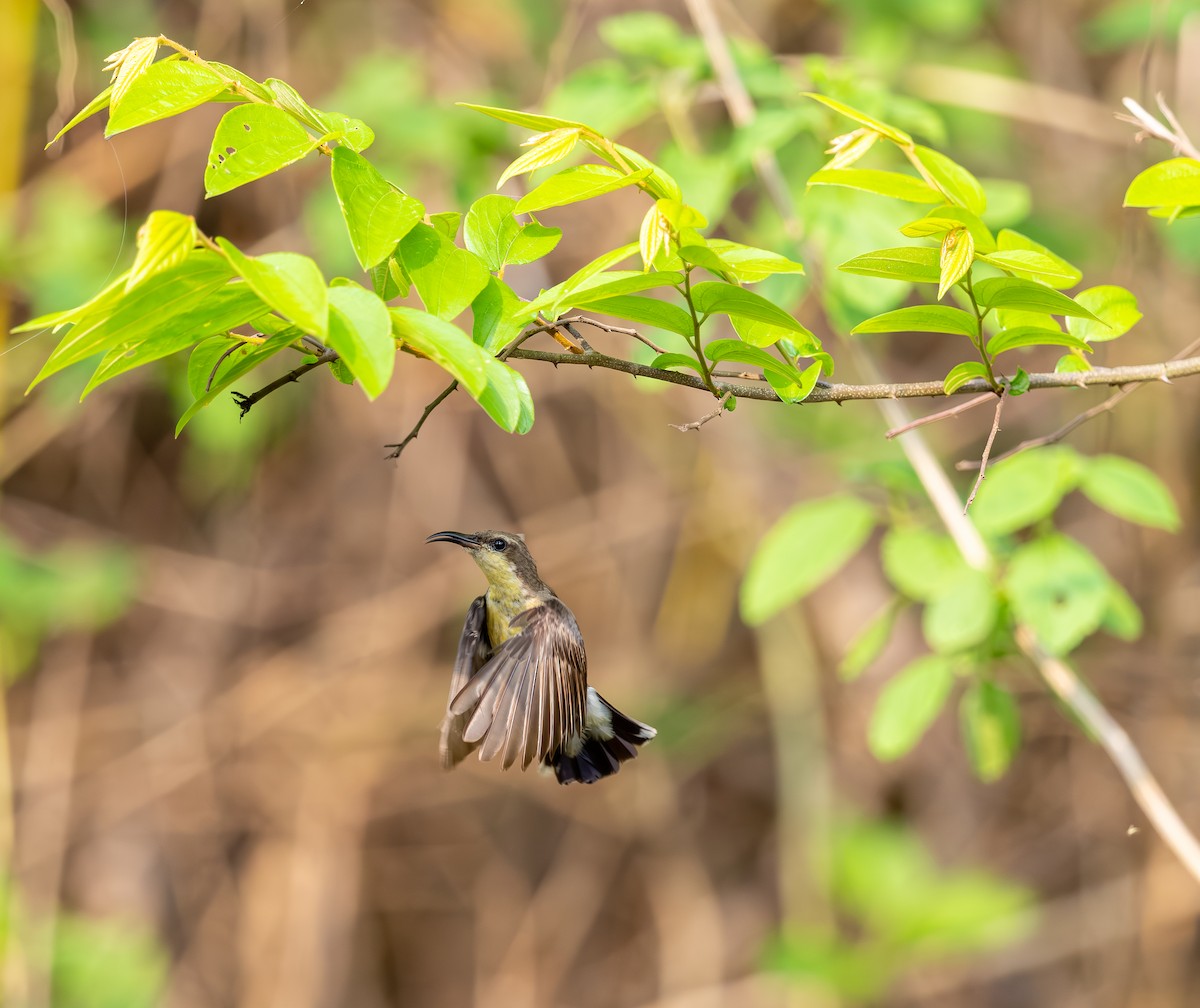 Purple-rumped Sunbird - ML642816038