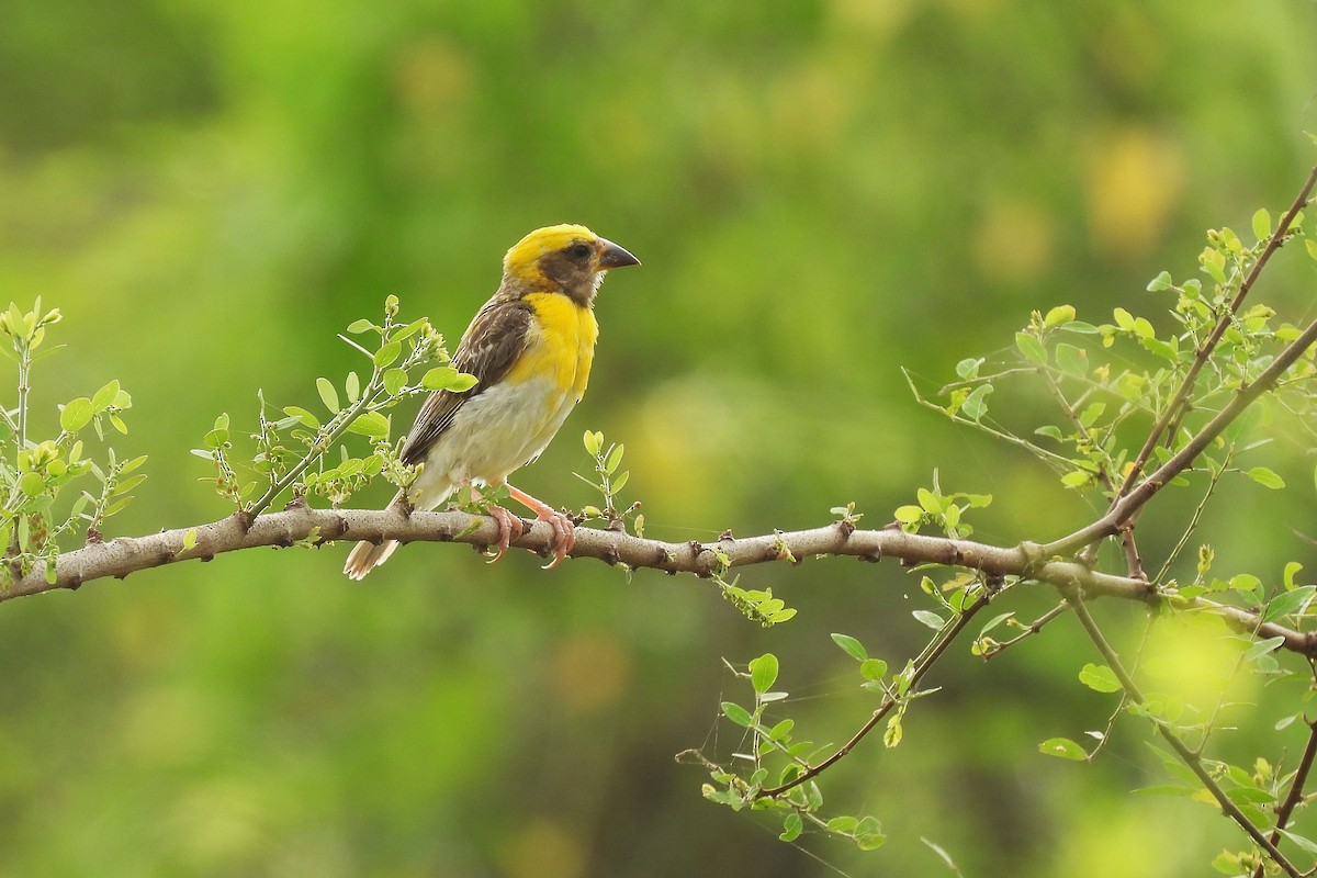 Baya Weaver - ML642816040