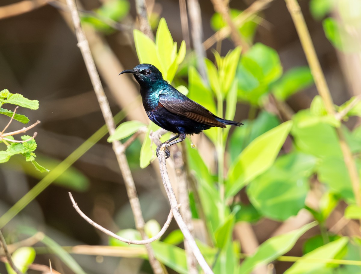 Purple Sunbird - ML642816042