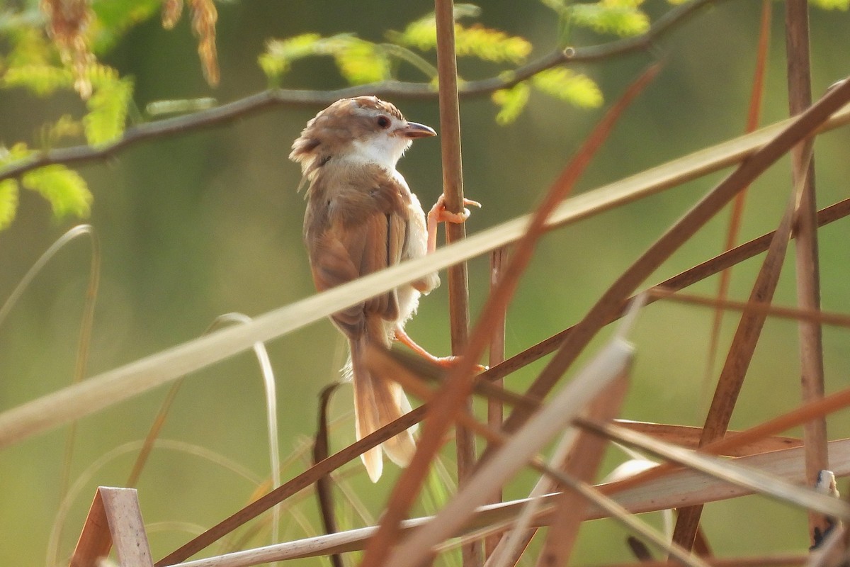 Yellow-eyed Babbler - ML642816043