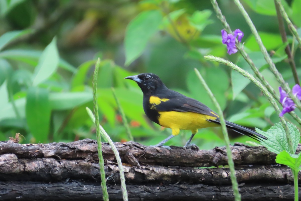 Black-cowled Oriole - ML642816046