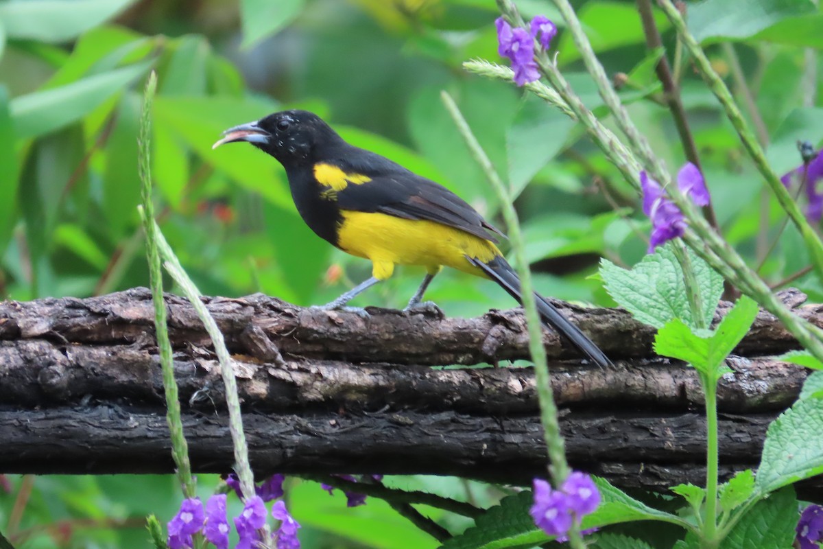 Black-cowled Oriole - ML642816047