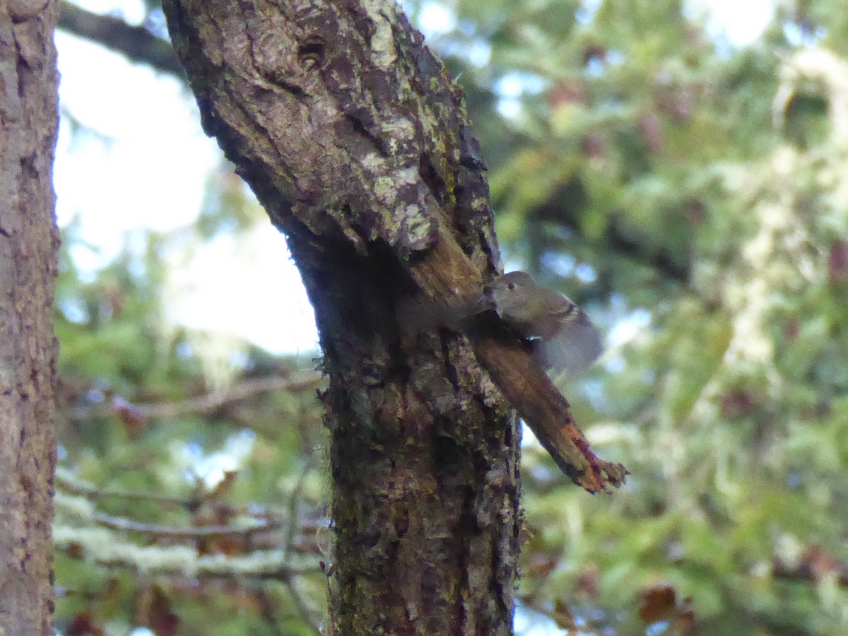 Hammond's Flycatcher - ML642816050