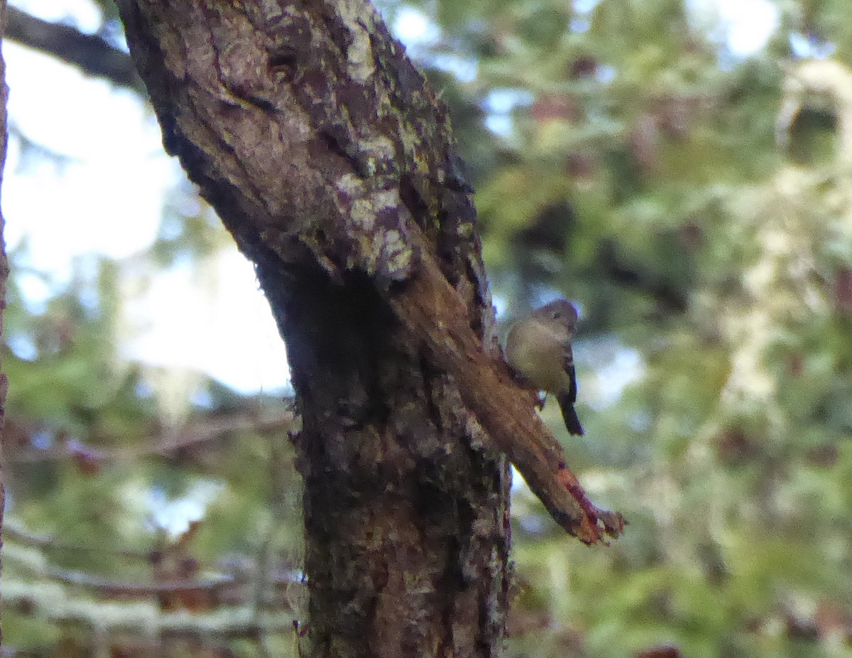 Hammond's Flycatcher - ML642816053
