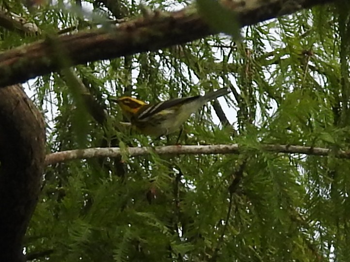 Townsendwaldsänger - ML642816056
