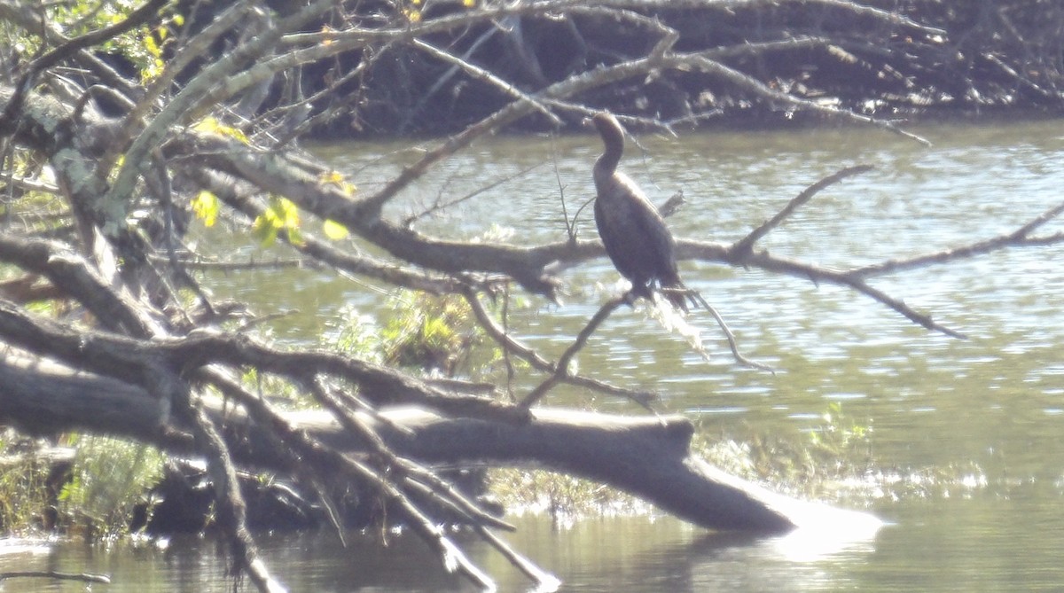 Double-crested Cormorant - ML642816057