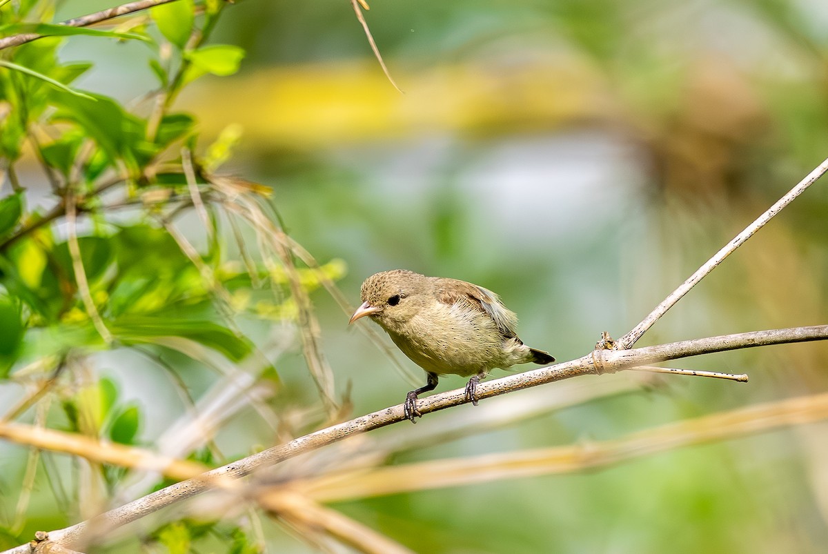 Pale-billed Flowerpecker - ML642816058