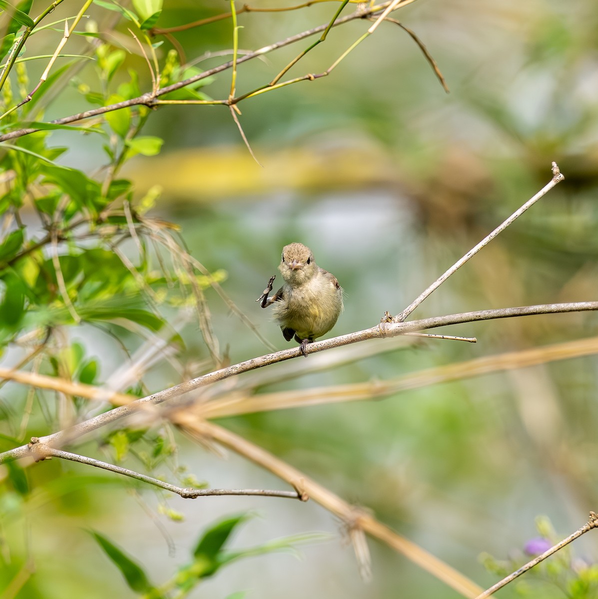 Pale-billed Flowerpecker - ML642816059