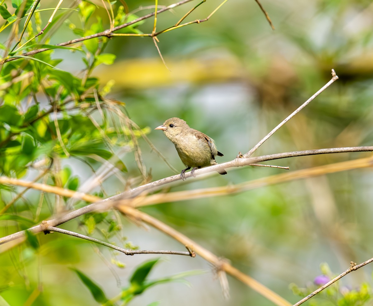 Pale-billed Flowerpecker - ML642816061